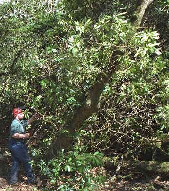 Rhododendron ponticum