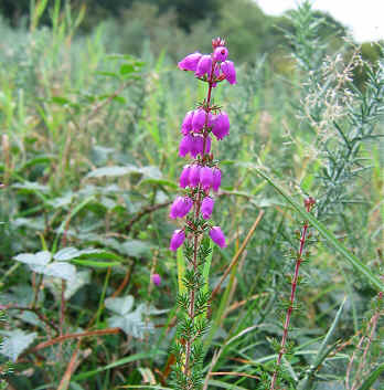 Bell Heather