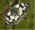 Marbled White