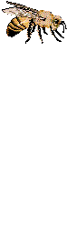 movbee.gif (12174 bytes)
