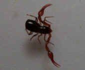 A Pseudoscorpion has pincers but no stinging tail