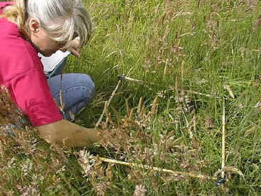 Surveying the Heathland Restoration Project site.