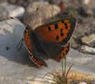 Small Copper