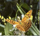 Silver Washed Fritillary