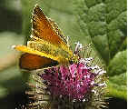 Large Skipper