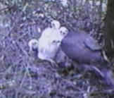 Sparrowhawks in nest