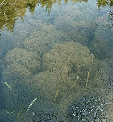 5th March - Thousands of frog eggs laid in clumps in a fresh water pond.