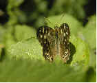 Speckled Wood