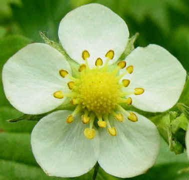 Wild Strawberry, Fragaria vesca, flower