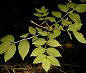 Ash tree leaves