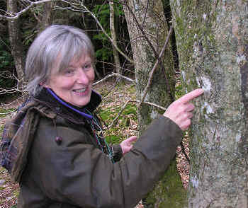 Thelotrema lepadinum, an indicator of old woodland.