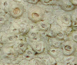 Close-up of Thelotrema lepadina, showing the barnacle-like surface.