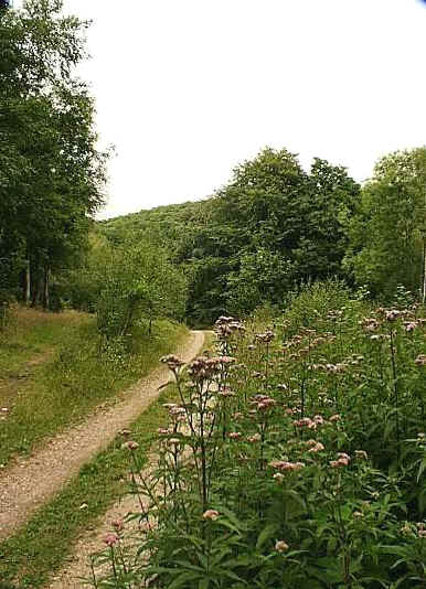 agrimony.jpg (52956 bytes)