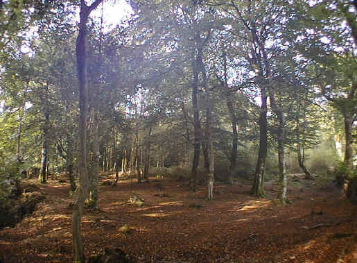 beech.jpg (241332 bytes)