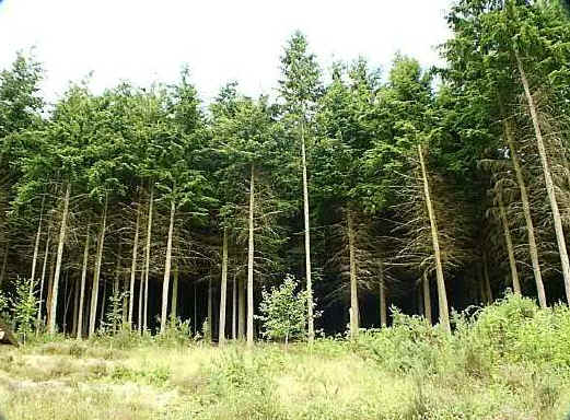 conifer_plantation.jpg (65892 bytes)