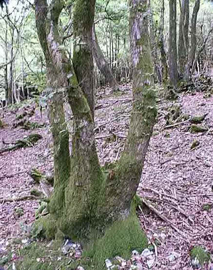 coppiced.jpg (71252 bytes)