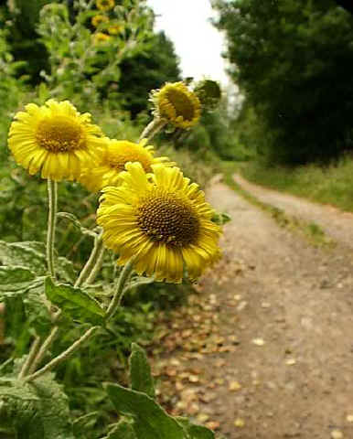 flower&track.jpg (35196 bytes)