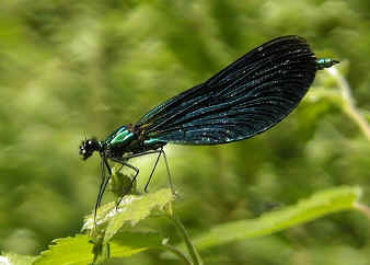 Beautiful Demoiselle damselfly.