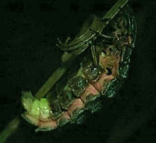 Glow-worm female displaying.
