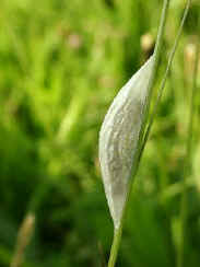 Burnet moth pupa