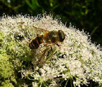 Hoverfly