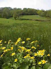 Spring flowering Marsh Marigolds prefer the wetter areas. 
