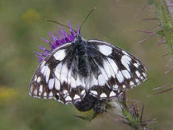 Marbled White Butterfly