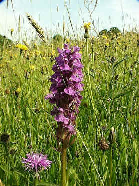 meadow grasses