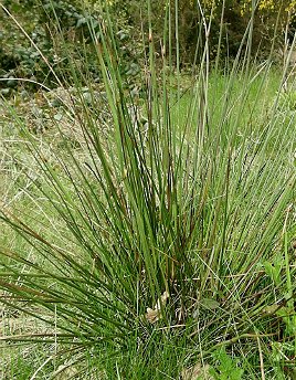 Soft Rush is a typical plant of wet meadows.