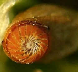 Funaria hygrometrica (*Common Cord-moss) capsule with peristome teeth.