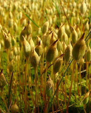 *Polytrichum juniperum sporophytes