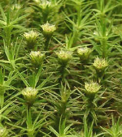 *Polytrichastrum formosum (Bank Haircap) - male shoots bearing antheridial cups