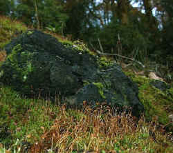 *Redshank, Ceratodon purpureus (foreground) and other mosses carpeting the floor of the Woodland Project