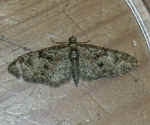 Brindled Pug Eupithecia abbreviata