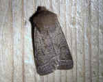Common Quaker Orthosia stabilis