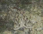 Early Grey Xylocampa arela