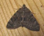 Grey Pine Carpet Thera obeliscata