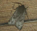 Twin-spot Quaker Orthosia munda