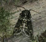 Yellow Horned  Achlya flavicornis galbanus