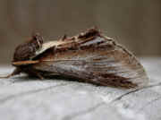 Lesser Swallow Prominent