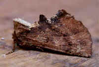 Coxcomb Prominent