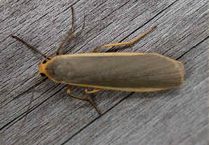 Common Footman