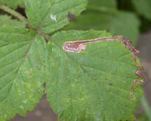 Stigmella aurella leaf mine on Bramble