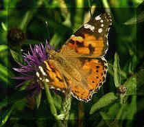 Painted Lady on Knapweed