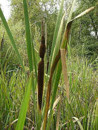 Reedmace