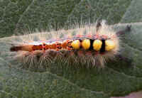 Vapourer caterpillar on willow