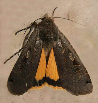 Large Yellow Underwing (Noctua pronuba) with yellow underwings displayed.