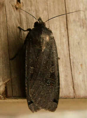 Large Yellow Underwing (Noctua pronuba) - characteristic pose.