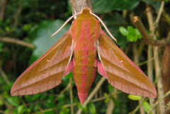 Elephant Hawkmoth.