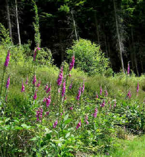 Immediately behind the cabin is a stand of Heather, leading into a short strip of pioneer birches and then into a conifer plantation. 